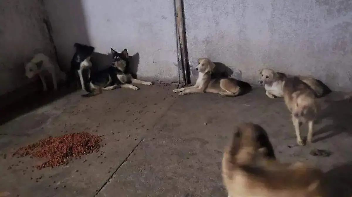 perritos rescatados fge